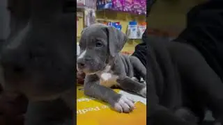 Muscles loading&hellip; please wait 💪🐶 #FutureBeast #AmericanBully #StyleWithPower #youtubeshorts
