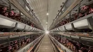 Chicken Cage Battery System