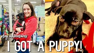 I GOT A PUPPY!!! ⎮ Jack Chi Puppy Adventures
