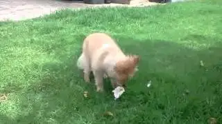 sisi eating chicken wing