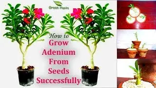 How to Grow Adenium From Seed | Easy to Grow Adenium successfully with Update //GREEN PLANTS