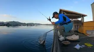 イカダからエサ取りが多い時一気に底まで落として