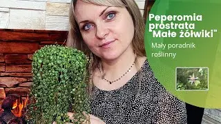 Peperomia Prostrata - Mały poradnik roślinny. #rośliny #poradnik #peperomia
