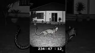 Nighttime Terror: Security Camera Captures Leopard Walking Right Past a Toddler