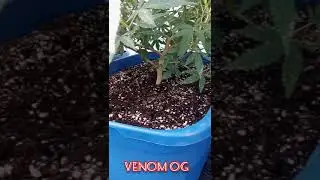 420 collective debut video !