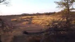 Following a pack of African Wild Dogs (part 3)