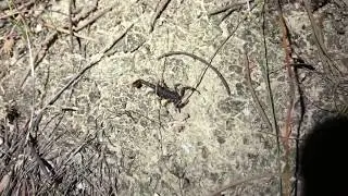 Wood or Forest Scorpion / Cercophonius squama @ Tasmania