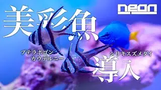 【新しいネットショップ利用！】美しい…我が家の海がより鮮やかになりました。プテラポゴンカウデルニーとシリキスズメダイをお迎え！【 ne0n 】 #アクアリウム #マリンアクアリウム #海水魚水槽