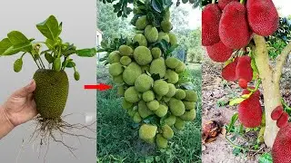 Best techniques: Grafting Jackfruit With Lemon Get a lot of benefits 100%