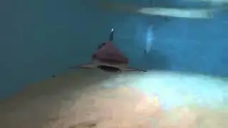Discovery Cove Welcomes Two Whitetip Reef Shark Pups