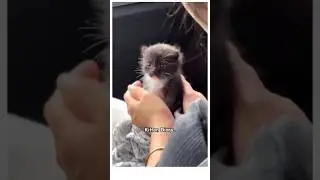 Double Trouble Cats, Cute Kittens & The Weirdest Cat Moments!