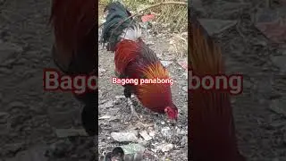 bagong panabong #shortvideo #viral