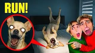 IF YOU SEE YOUR DOG SLEEPING LIKE THIS…RUN! 😱
