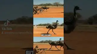 The Great Emu War &ndash; When Australia Fought Giant Birds