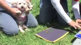 Dog Health & Fitness Expo