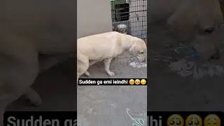 Sudden ga emi ieindhi 🥺🥹😔 #itsmemilo #dogbreed #labdogs #emotional  #sad #crying #petlover #viral