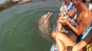 AKR Dolphin Experience - Surface