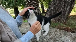 Кошка Такси разговаривает со мной своим милым, звонким мяуканьем.