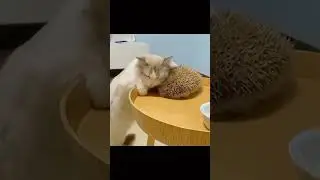 Funny, resourceful cat hedgehog. Live scratching tool. Videos #cats #catsvideos #shorts