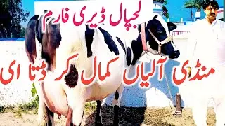 Lajpal Dairy Cattle Farm | Australian Cow | Jersey Cow | Holstein Cow || Global Village Farming