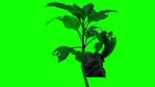 FREE HD Green Screen BACKGROUND PLANT - 2