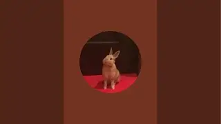 1/15【深夜coco】うさぎのcocoちゃん　Coco the Rabbit, from Japan がライブ配信中！