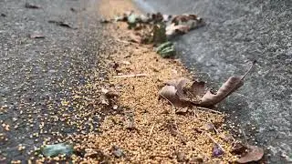 Slow Motion Jumping Oak Gall Wasps