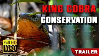 King Cobra Conservation I Trailer Video I Assam University