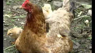 Where to get blueprints for chicken coops | Cheap easy to build blueprints for chicken coops