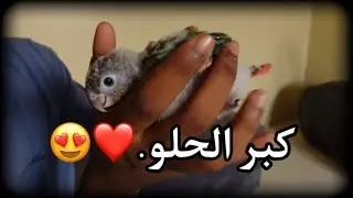 فرخ الكنيور صار هدد.❤️
