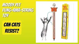 REVIEW (2026): Moody Pet Fling-AMA-String Toy. Features