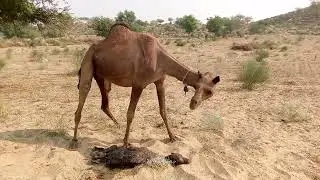 The Big rare for Camel Gives birth With Help || One baby|Camel video camels# Animal Birth#animals