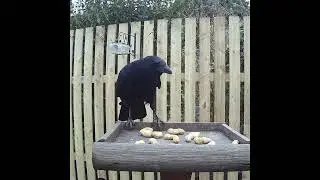 Takeaway for Mr Crow!