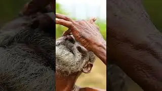 Lemon in Eye's