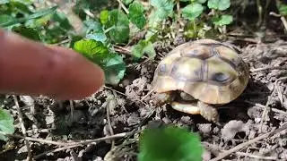 mini greek turtle baby exploring my jungle garden habitat:-)))))))