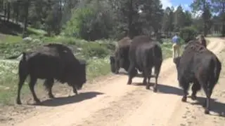 Buffalo in Truchas, NM