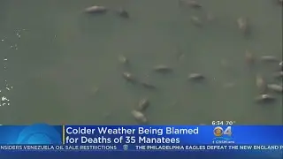 Florida's Cold Snap Responsible For Spike In Manatee Deaths