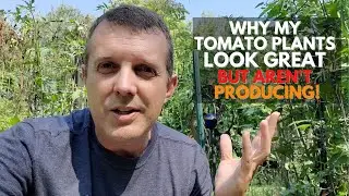 Why my Tomatoes Plants Look AMAZING But AREN'T PRODUCING!