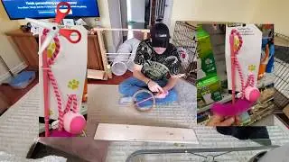 Rabbit Tricks Training Gizmo The Baby Lionhead SUB Q&A/requests, tips and a few secrets