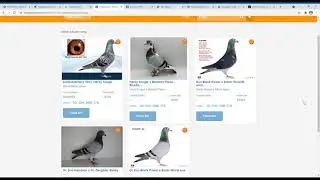 How To Purchase Racing Pigeons online | racing pigeon to discover trusted sellers