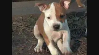 Save The Pitbulls