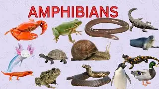 Learn about Amphibians || Amphibians Animal Names In English  || Types of Amphibians Animal Names