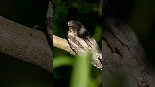 European Nightjar . Short video 4K-UHD Birds Photography | Wildilife Video | Wildlife Animals