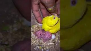 red eyes budgies chick 🐣😍|| Budgies birds red eyes
