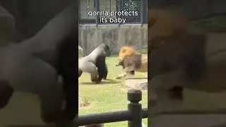 GORILLA vs Lion. #zoo