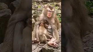 so cute baby monkey Linx With mom monkey Luna #shortvideo