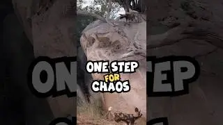 Wild Standoff: Klipspringers vs African Wild Dogs | Epic Wildlife #shorts