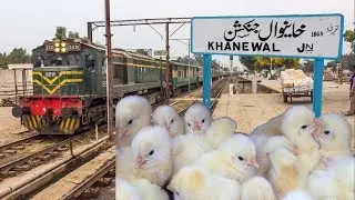 Cargo Chicks At Khanewal Jn | Pakistan Express Arrival | Pakistan Railways
