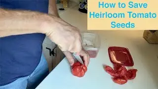 How to Save Heirloom Tomato Seeds