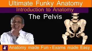 Основы анатомии Funky &mdash; Введение в таз &mdash; Учитесь у Funky Professor. Быстро. Легко. Весело!